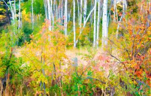 37  DG072G-White-Birch-along-Cottonwood-partly-simplified.jpg